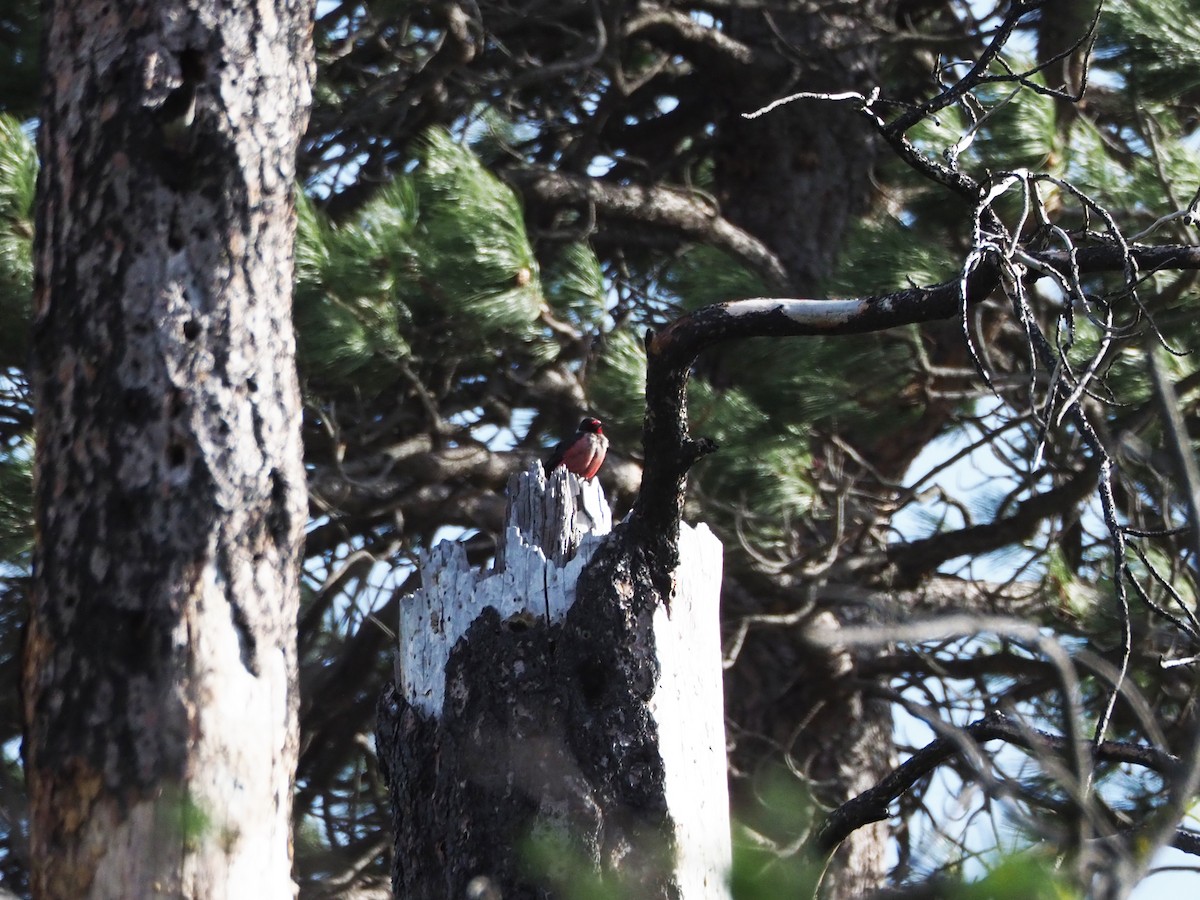 Lewis's Woodpecker - ML239933361