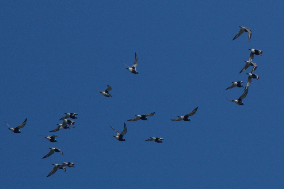 Black-bellied Plover - ML239934001