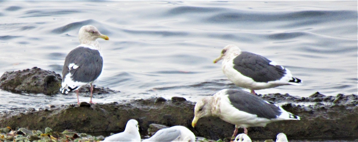 Slaty-backed Gull - ML239934101