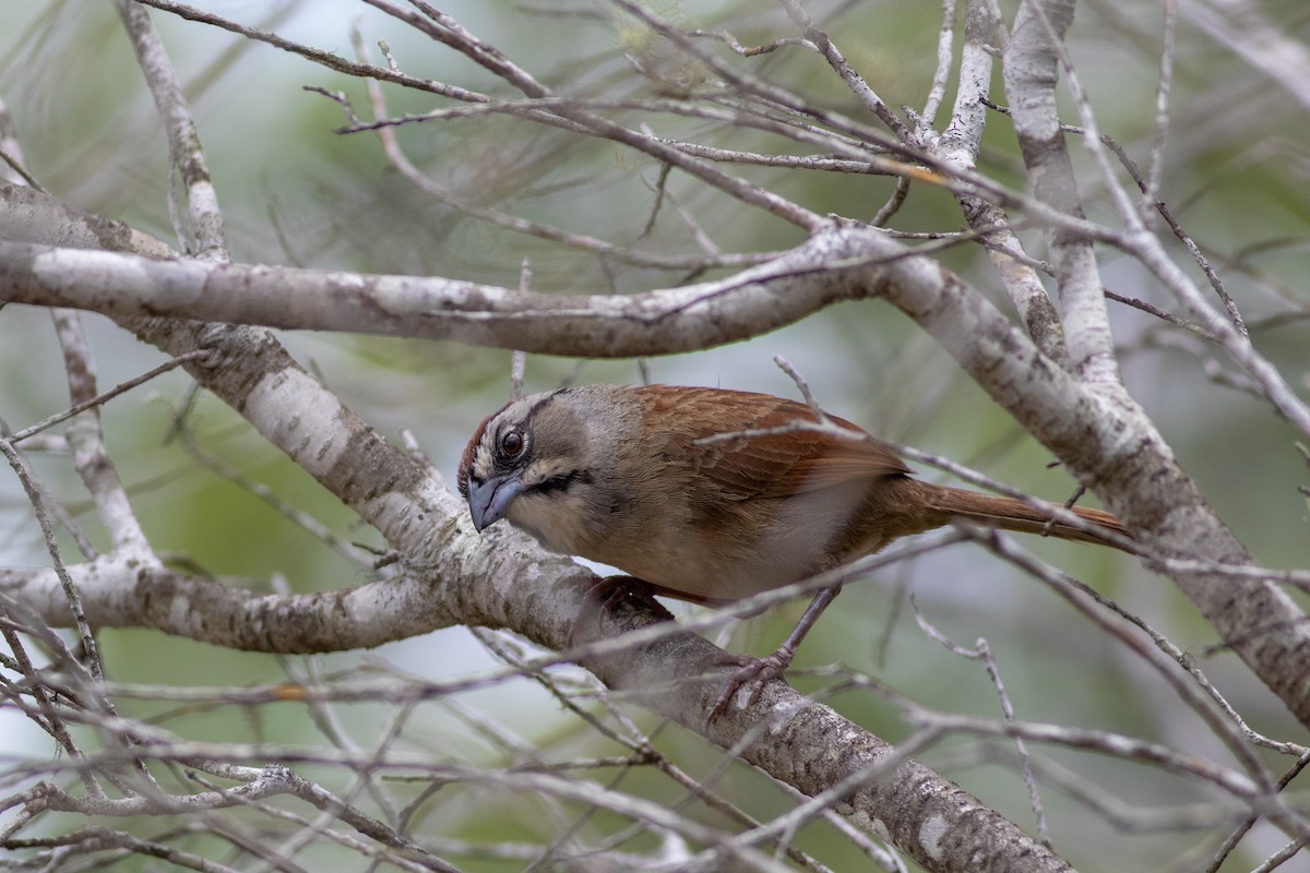 Rusty Sparrow - Francis Canto Jr