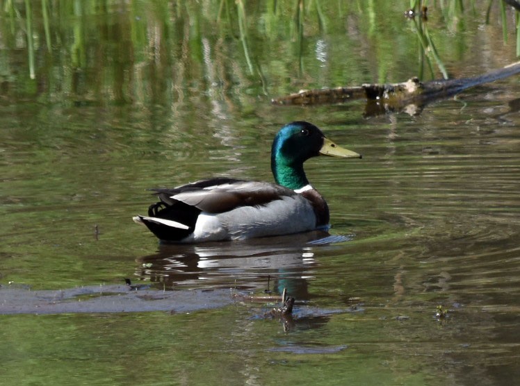 Mallard - ML239936441