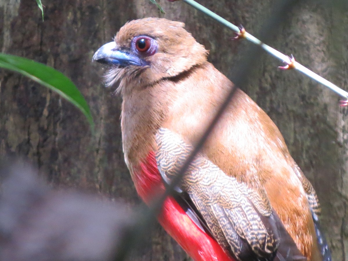 Diard's Trogon - Tom Wheatley