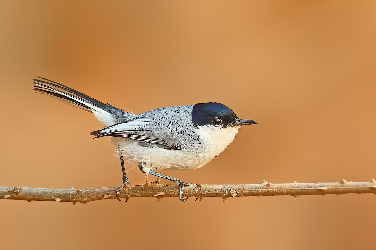 White-lored Gnatcatcher - ML239941921
