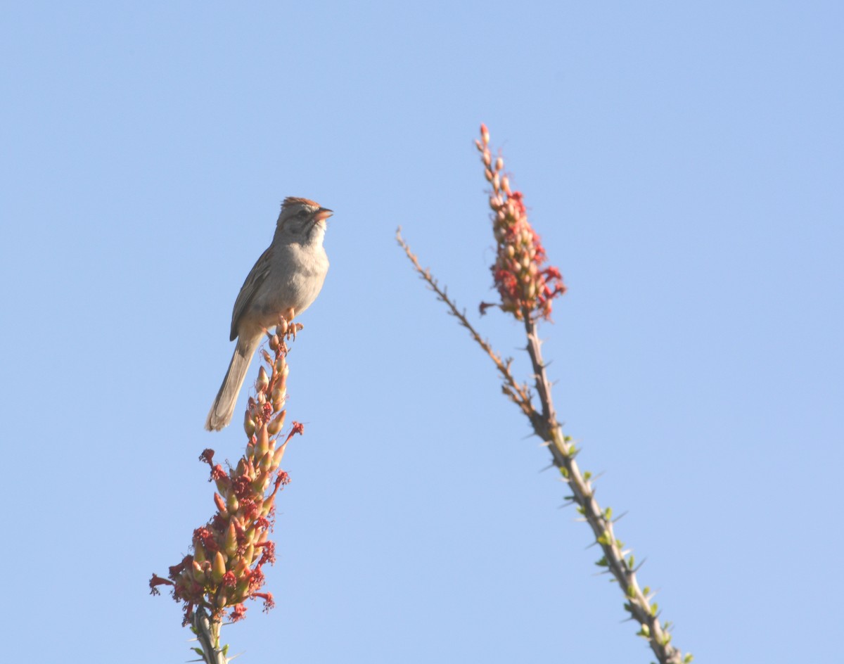 Rufous-winged Sparrow - ML239942711