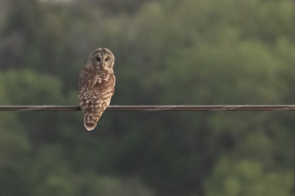 Barred Owl - ML239943661