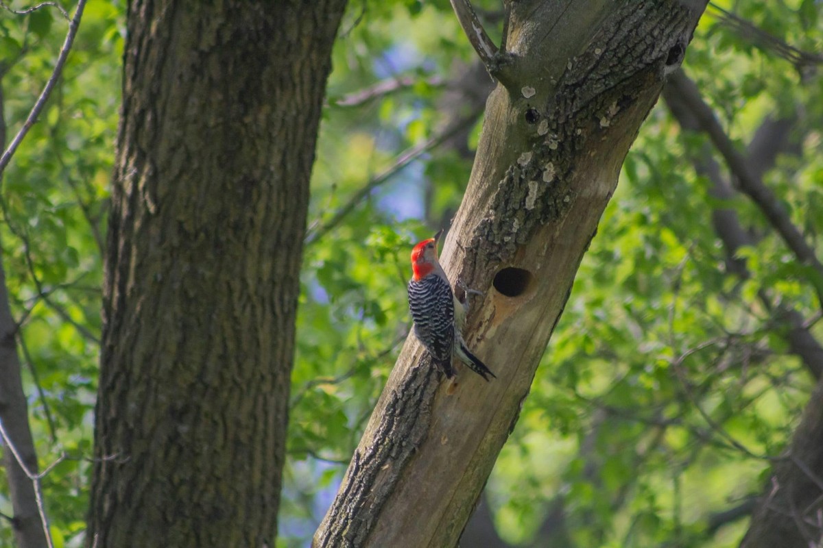 Red-bellied Woodpecker - ML239946851