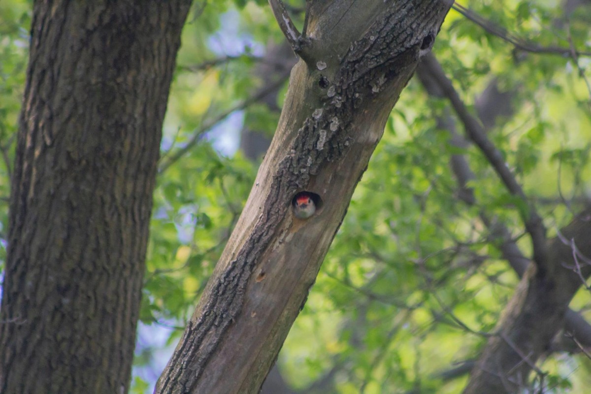 Red-bellied Woodpecker - ML239946861
