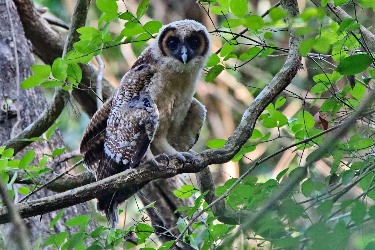 Brown Wood-Owl - Uday Wandkar