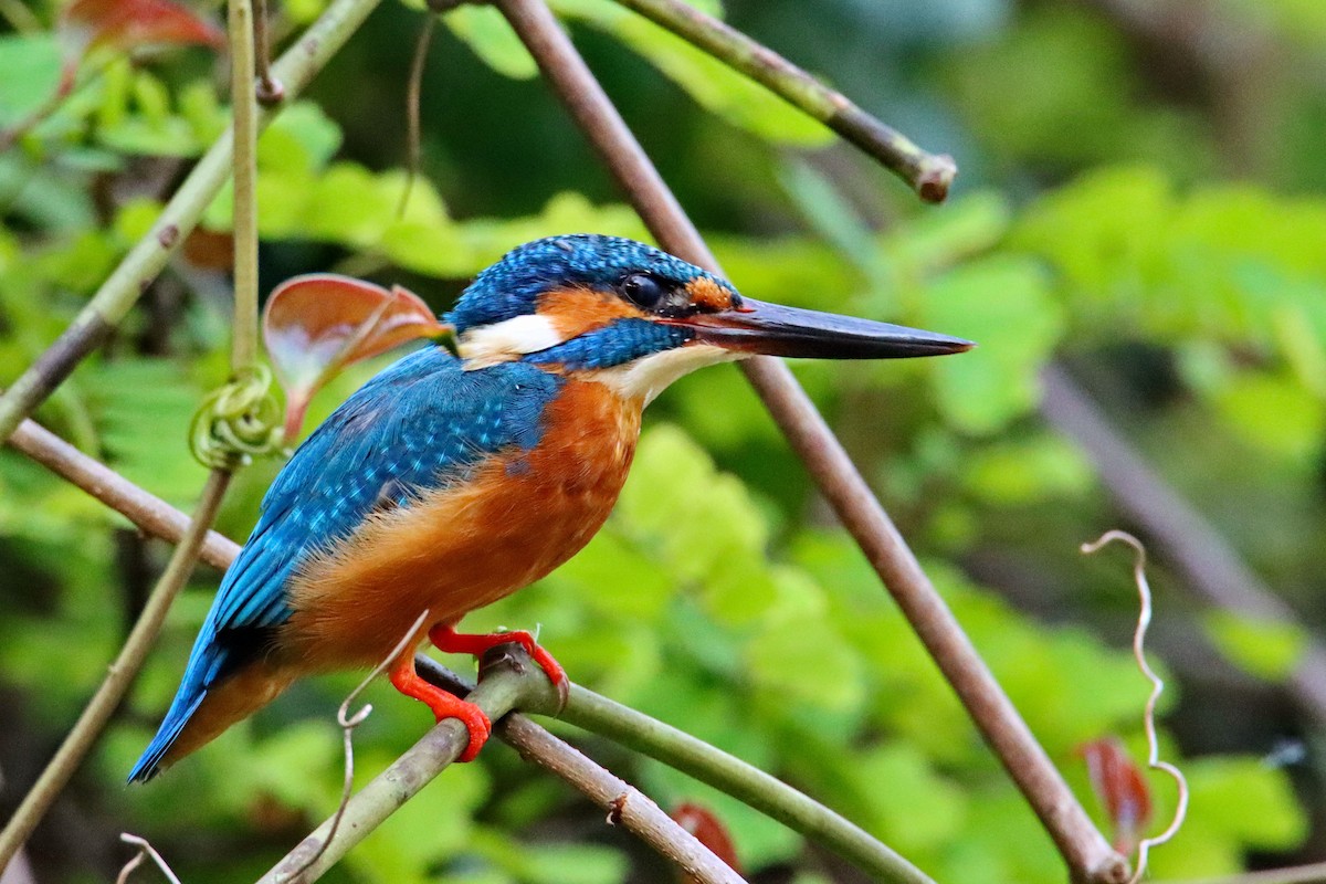 Common Kingfisher - Uday Wandkar