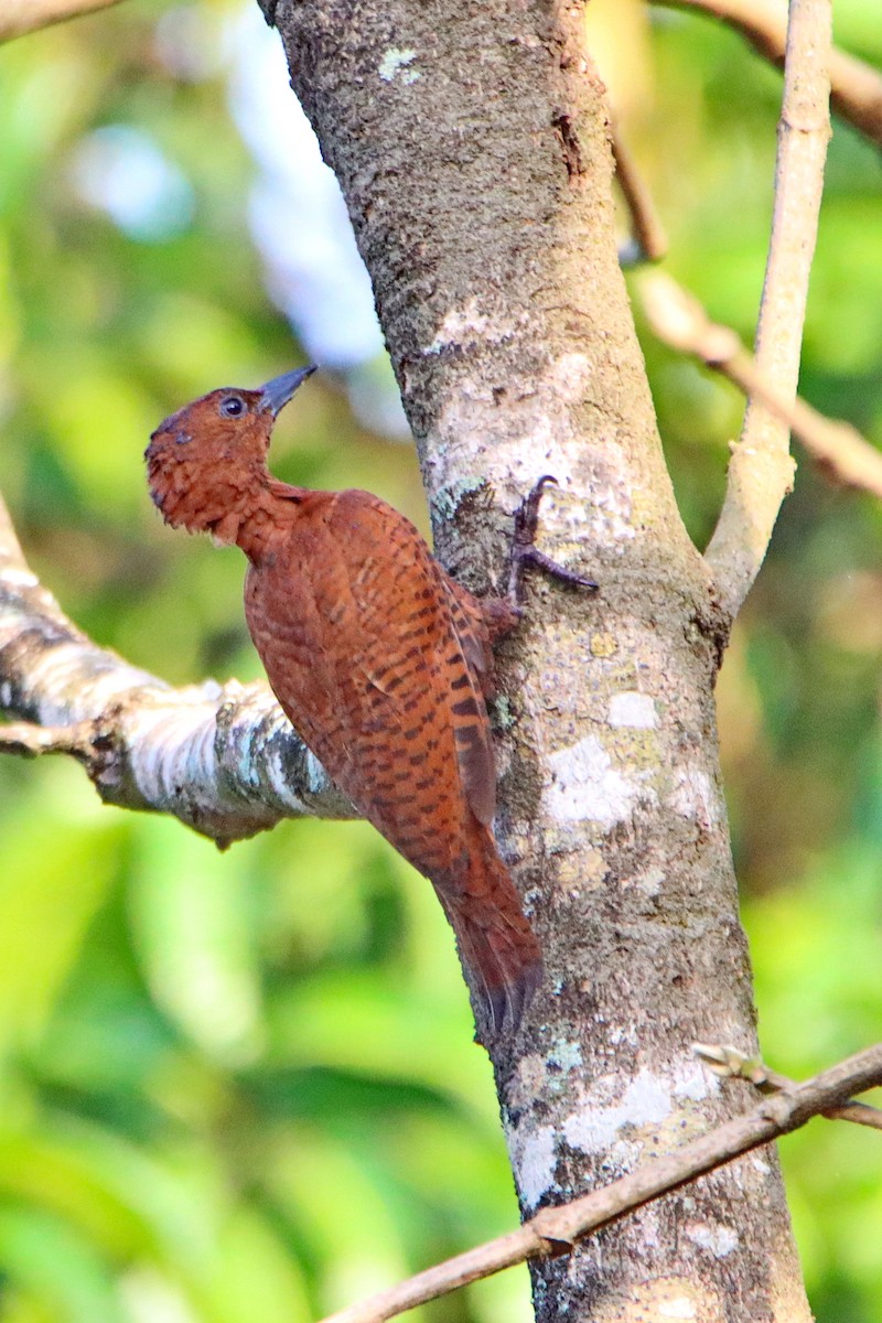Rufous Woodpecker - Uday Wandkar