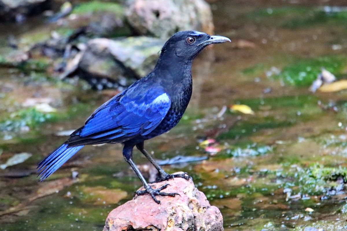 Malabar Whistling-Thrush - ML239948221