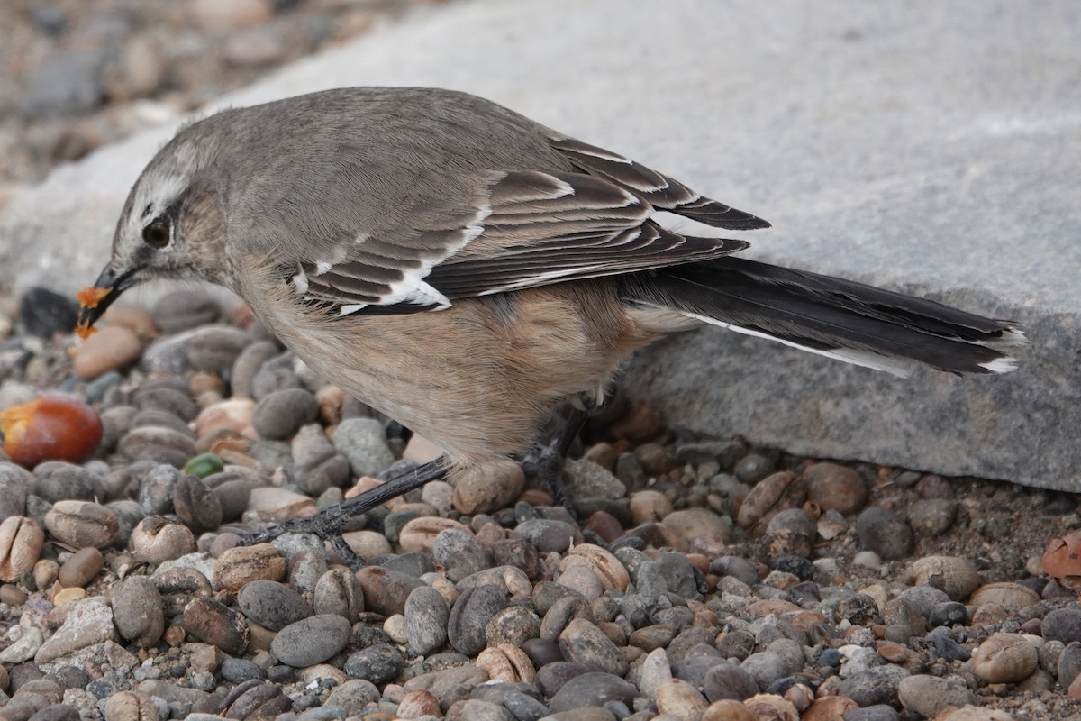 Patagonian Mockingbird - Peter Woodall