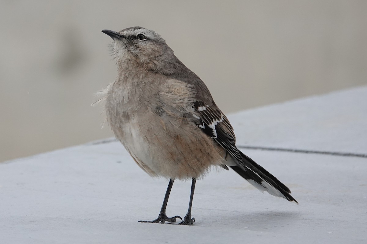 Patagonian Mockingbird - Peter Woodall