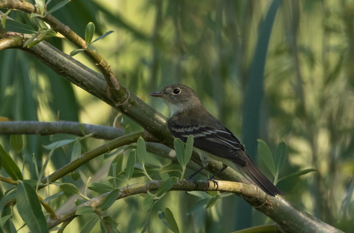 Alder Flycatcher - Alex Abela