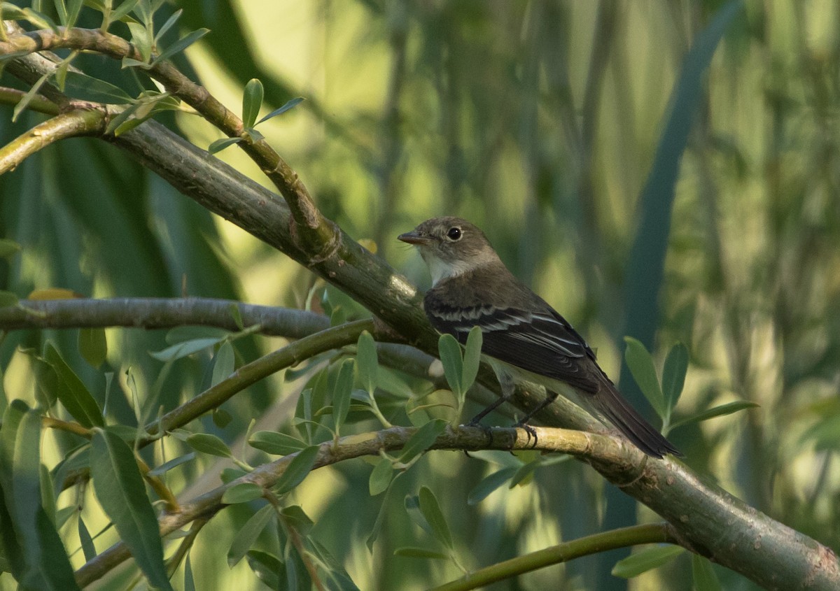 Alder Flycatcher - ML239950861