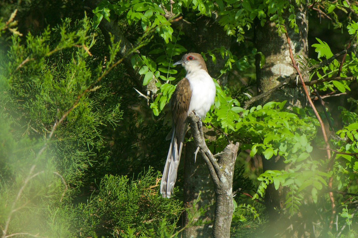 Black-billed Cuckoo - Cory Gregory