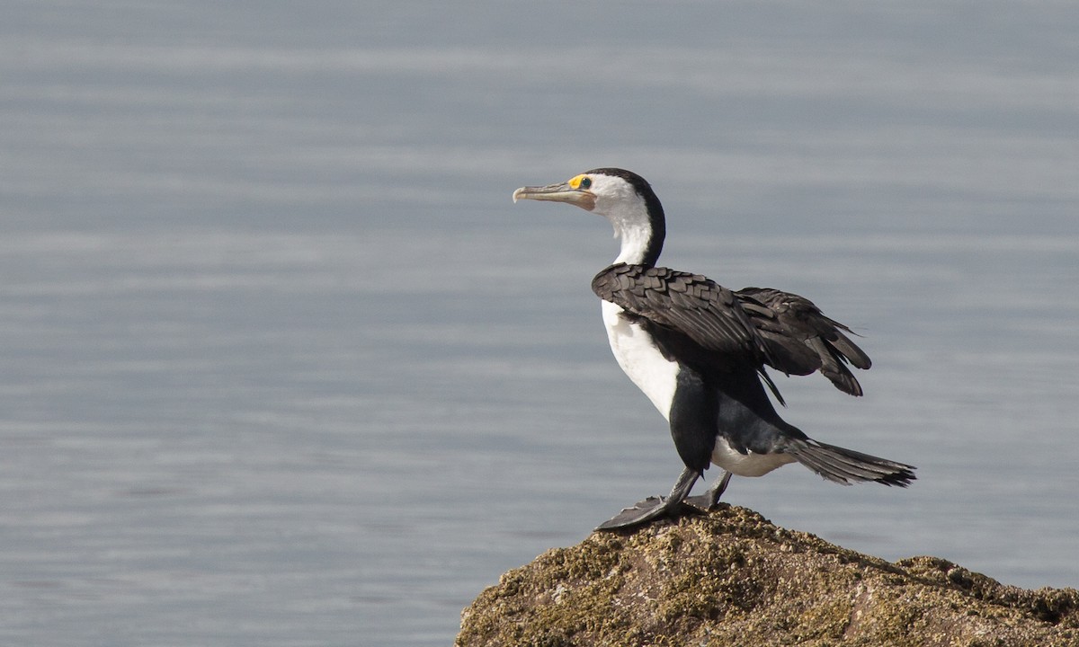 Pied Cormorant - ML239951531