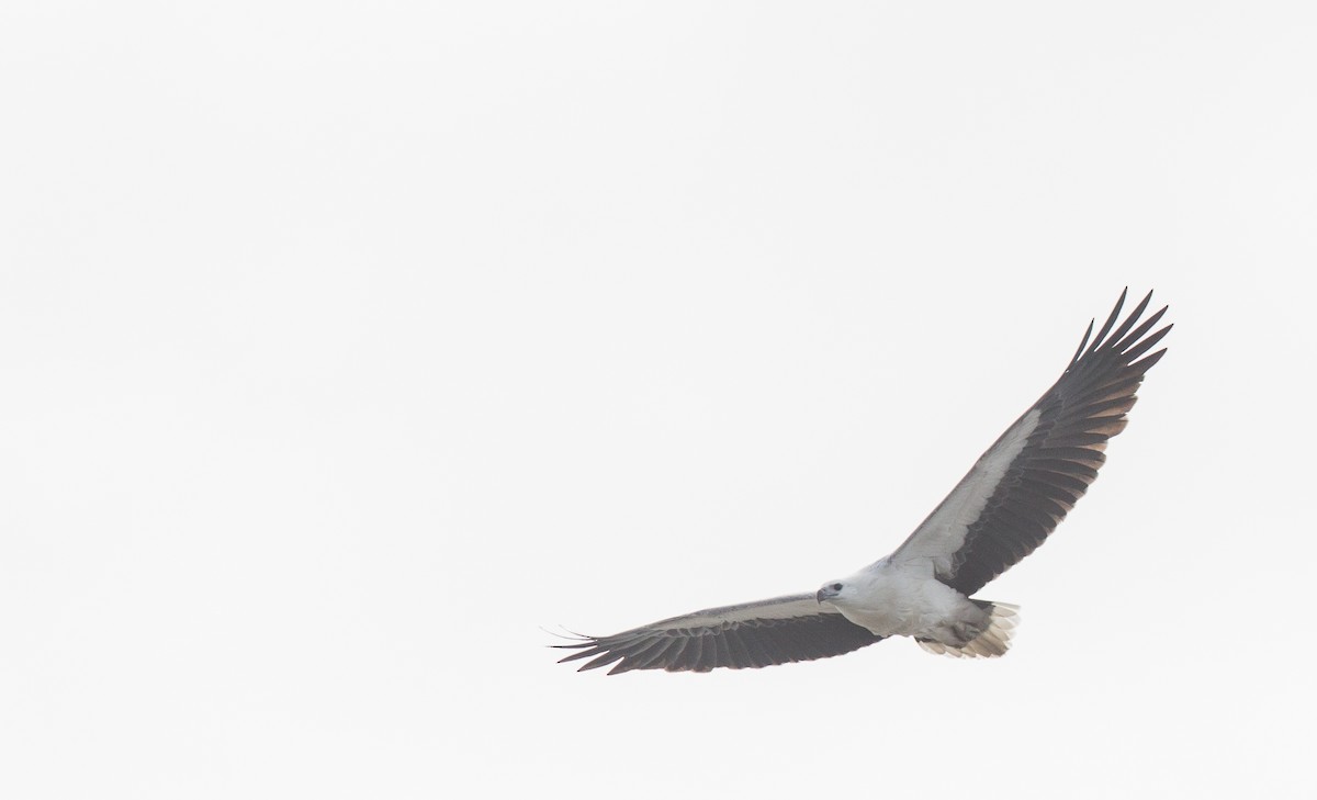 White-bellied Sea-Eagle - Geoff Dennis