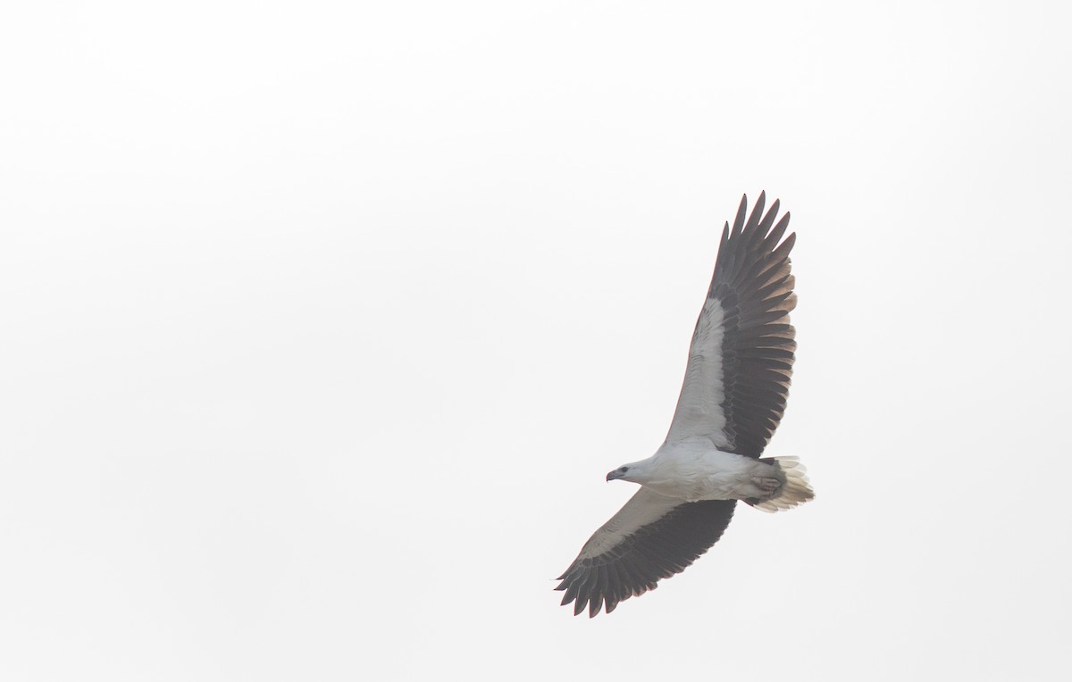 White-bellied Sea-Eagle - ML239951861