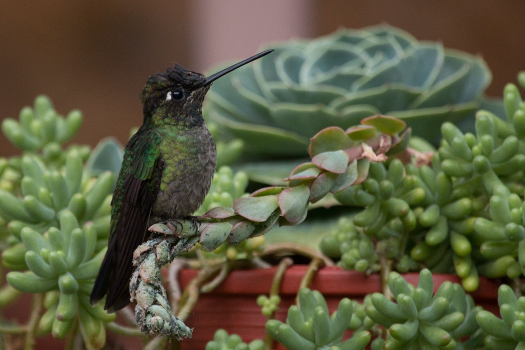 Talamanca Hummingbird - Nigel Parr
