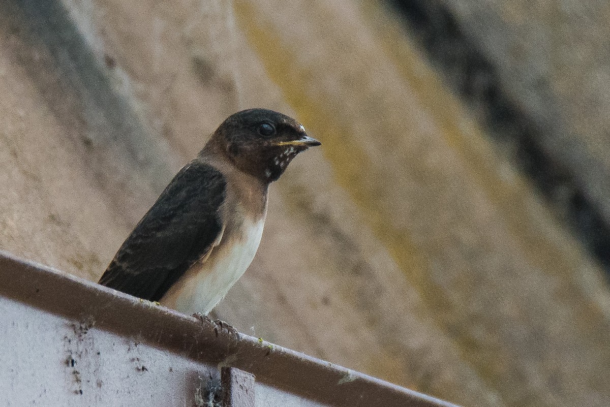 Cliff Swallow - Jim Dehnert