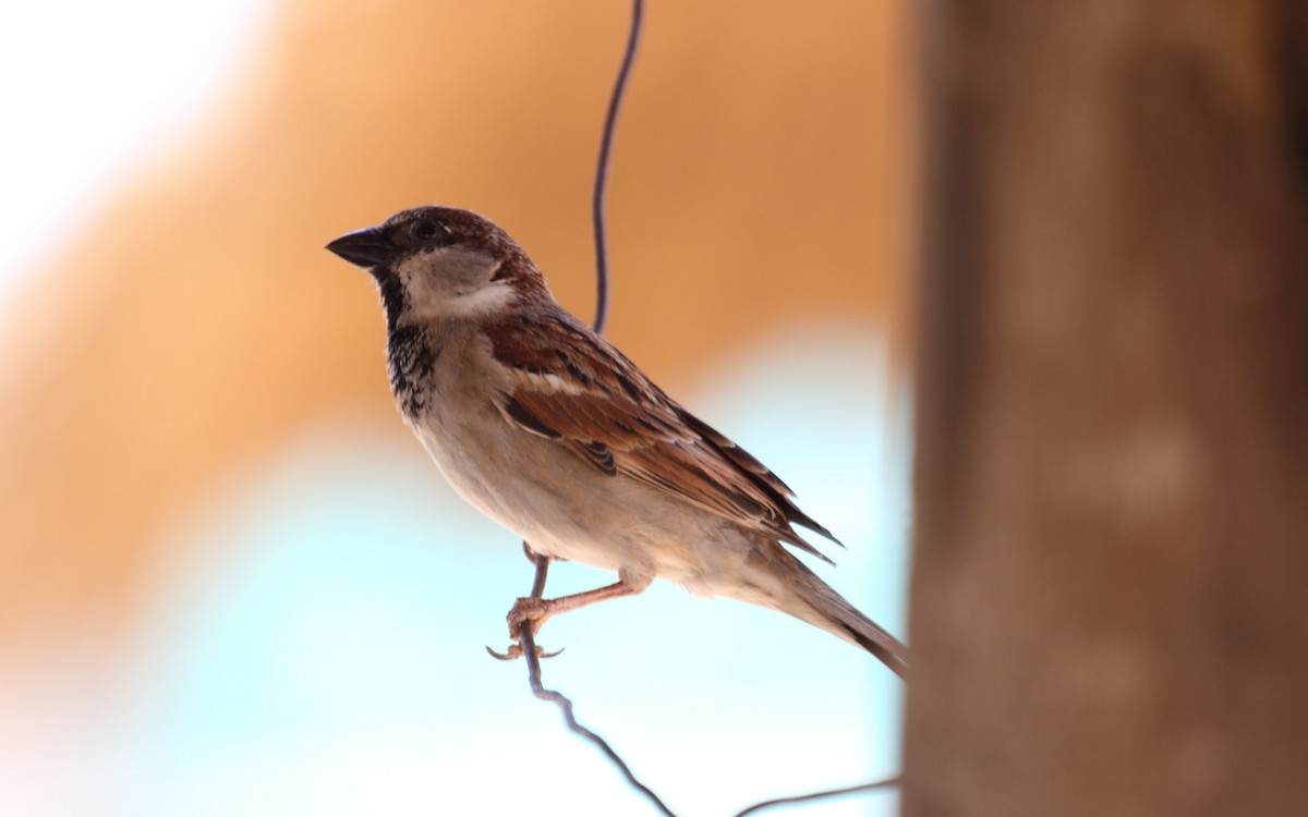 Moineau domestique - ML239953691