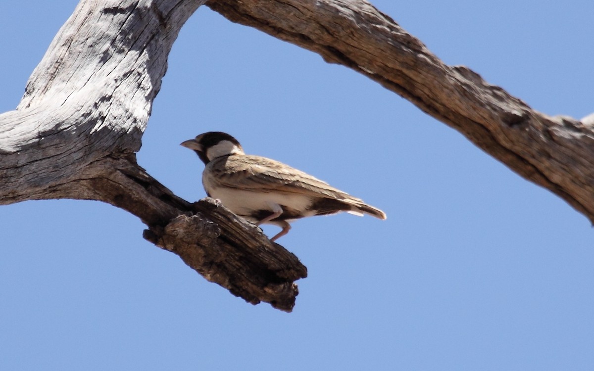 Fischer's Sparrow-Lark - ML239953761