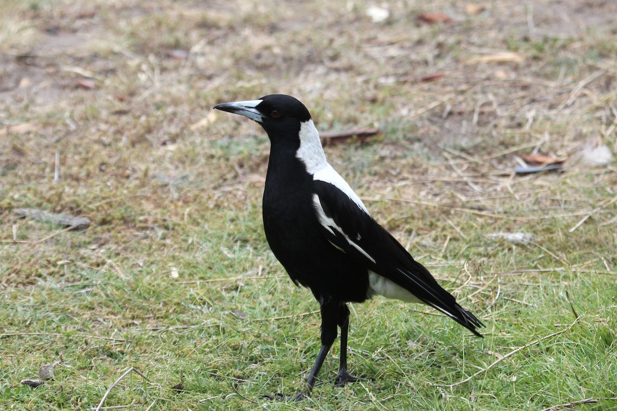 Australian Magpie (Tasmanian) - ML239953881
