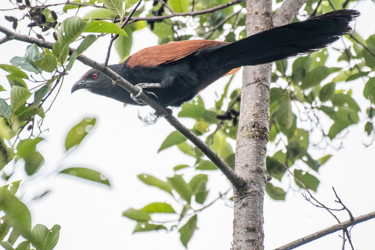 Greater Coucal - ML239954081