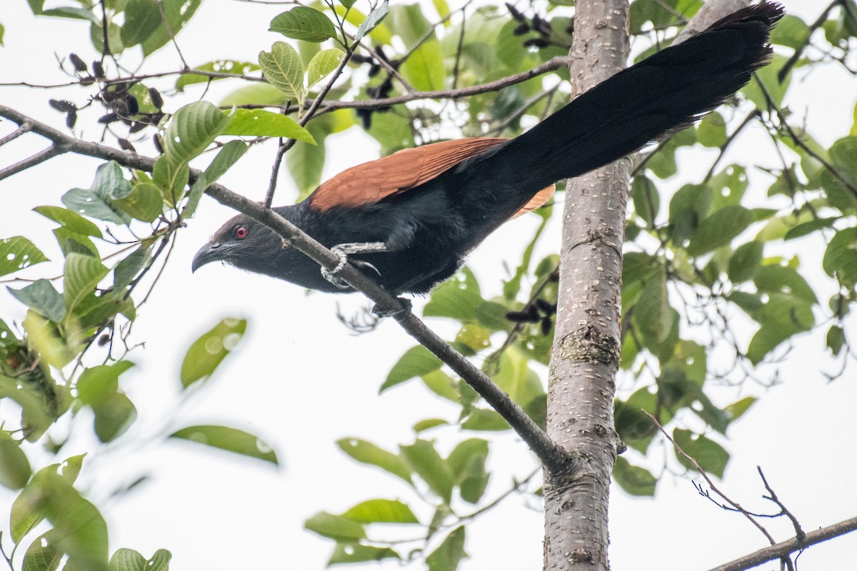 Greater Coucal - ML239954091