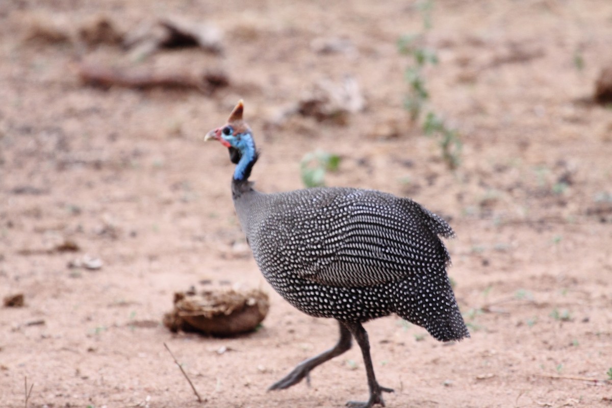 Helmeted Guineafowl - ML239954741