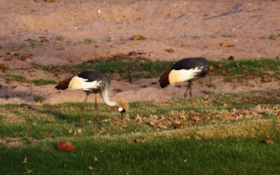 Gray Crowned-Crane - ML239954871