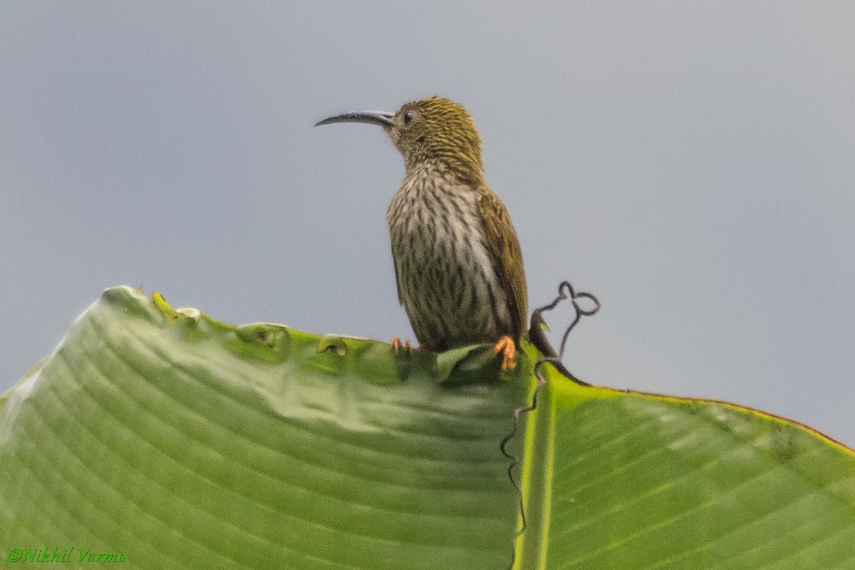 Streaked Spiderhunter - ML239955061