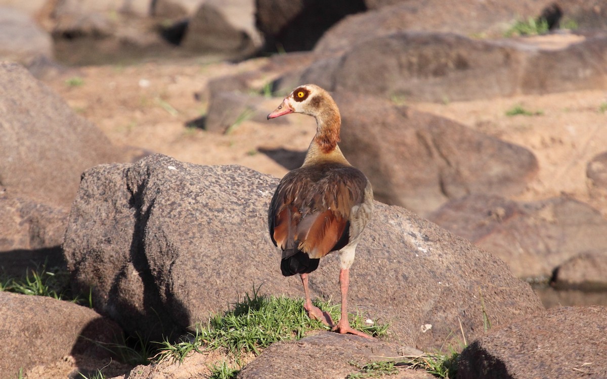 Nilgans - ML239955121