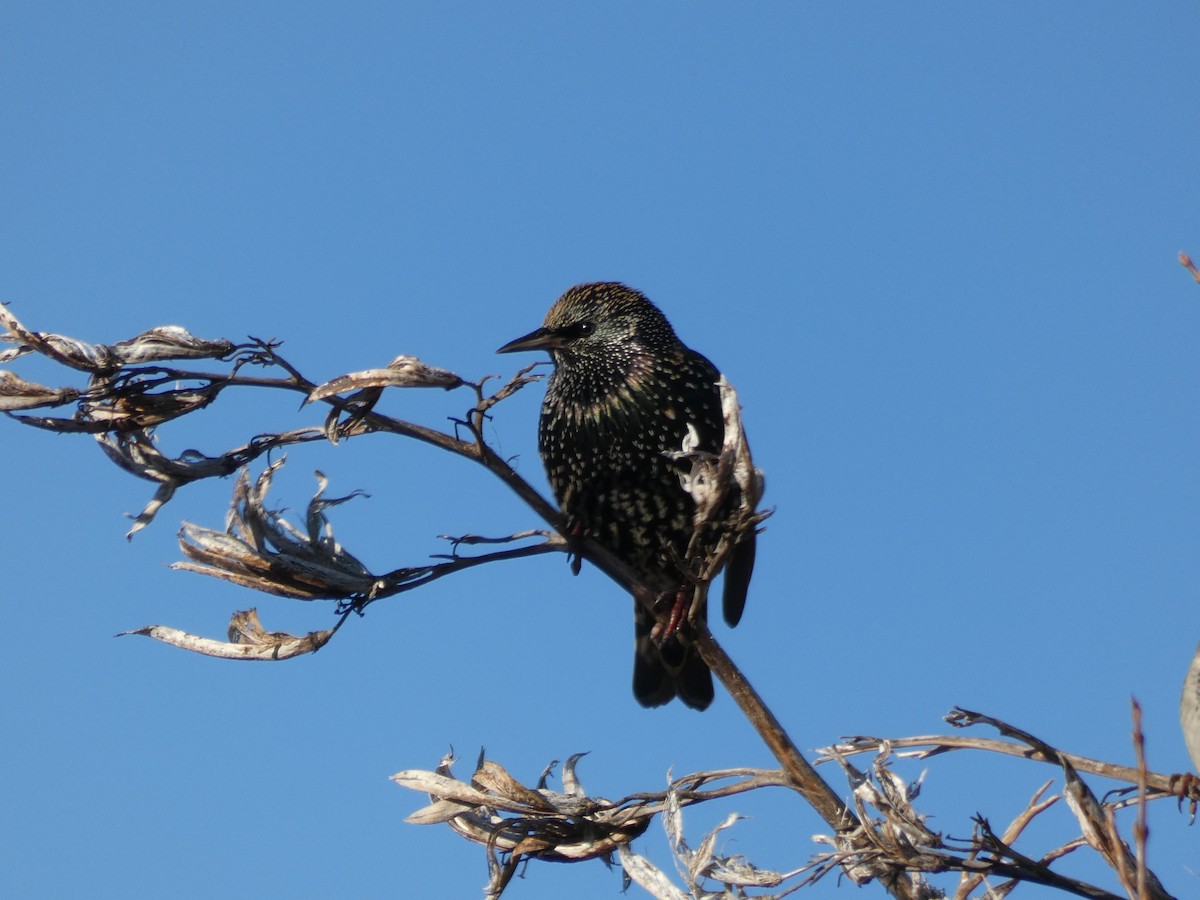 European Starling - ML239955891