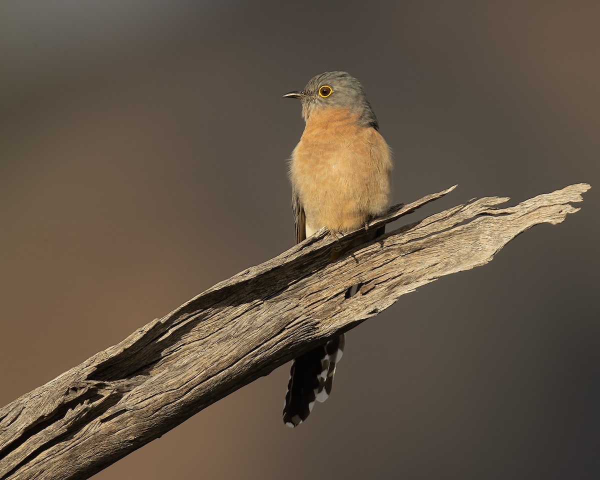 Fan-tailed Cuckoo - JJ Harrison