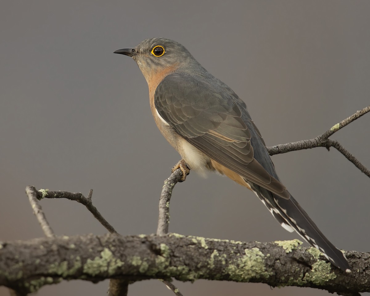 Fan-tailed Cuckoo - JJ Harrison