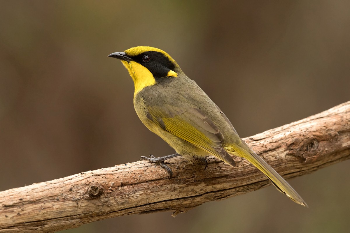 Yellow-tufted Honeyeater (Yellow-tufted) - David Irving