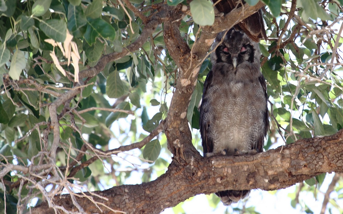 Verreaux's Eagle-Owl - Eero Rasi