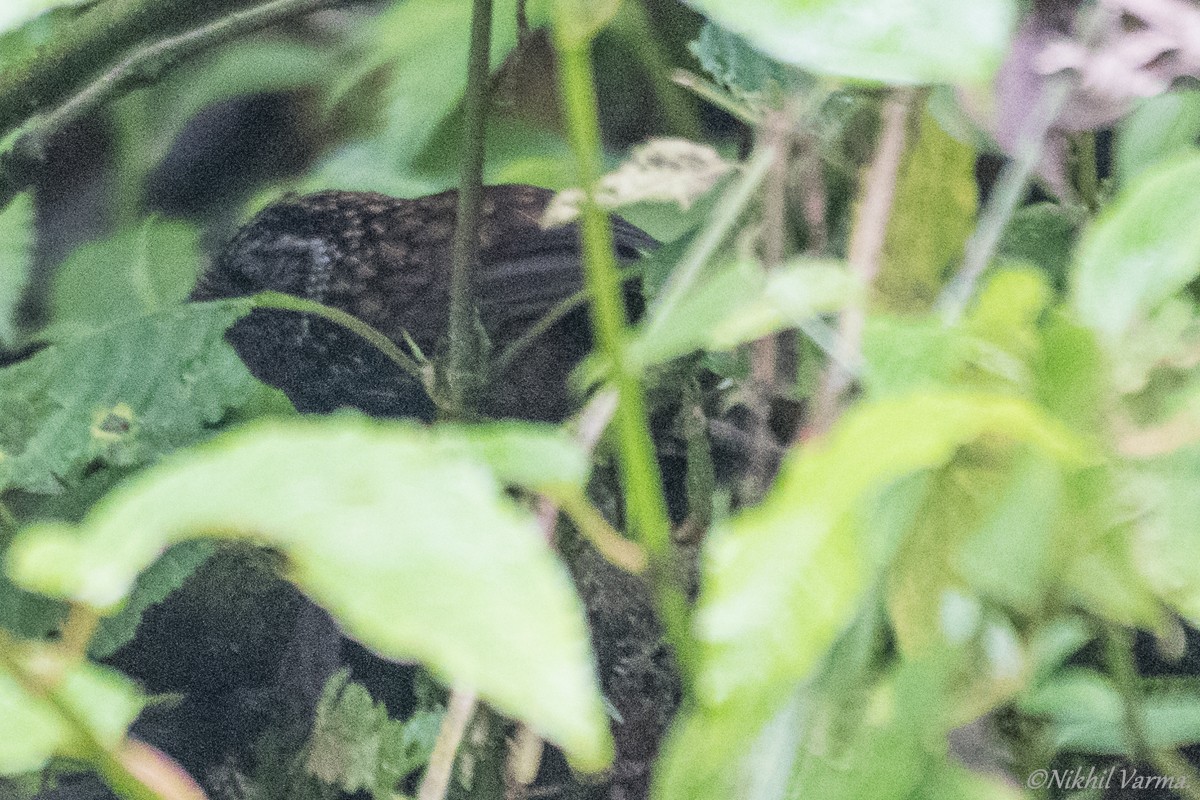 Sikkim Wedge-billed Babbler - ML239958031