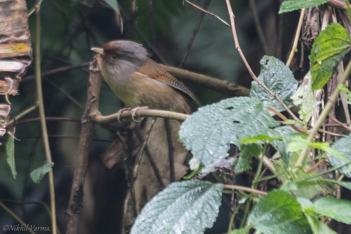 Rusty-fronted Barwing - ML239958041