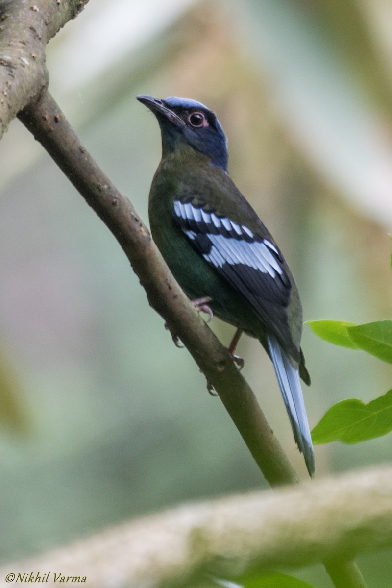 Green Cochoa - ML239958051
