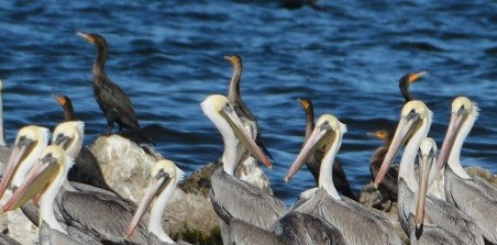 Double-crested Cormorant - ML23995901