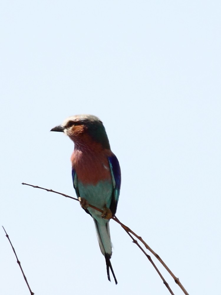 Lilac-breasted Roller - ML239959731