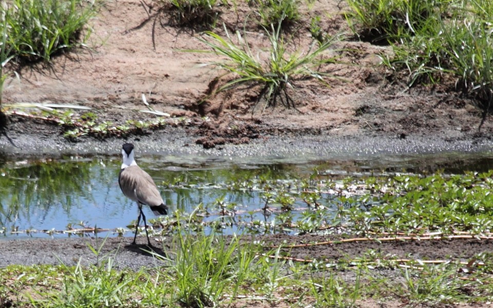 Spur-winged Lapwing - ML239960371