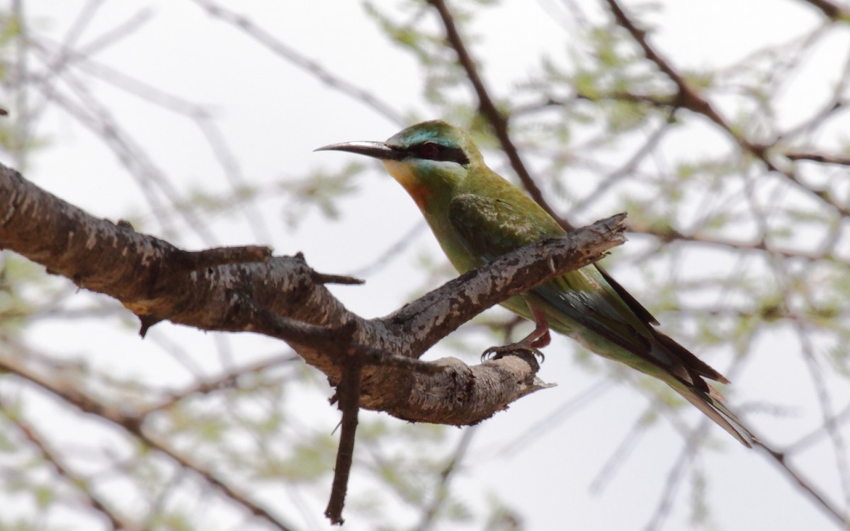 Blue-cheeked Bee-eater - Eero Rasi