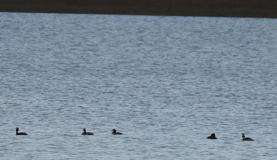 Great Crested Grebe - ML239960701