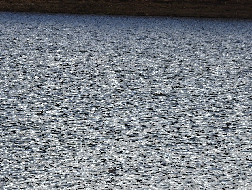 Great Crested Grebe - ML239960731