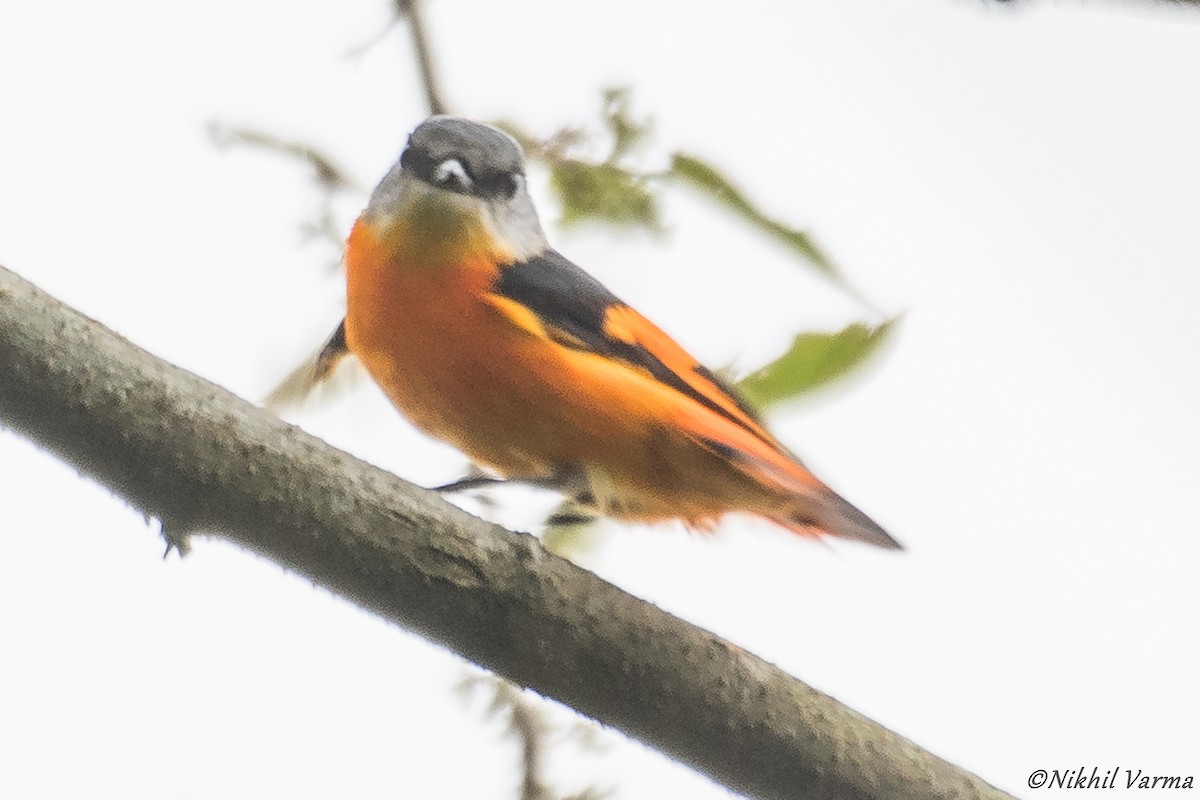 Gray-chinned Minivet - ML239960771