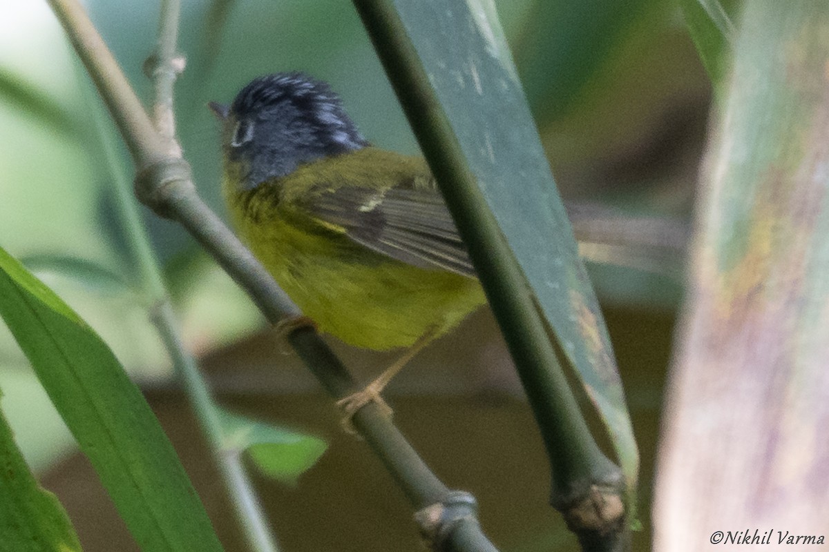 White-spectacled Warbler - ML239960791